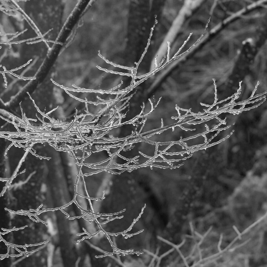 Icy Branches