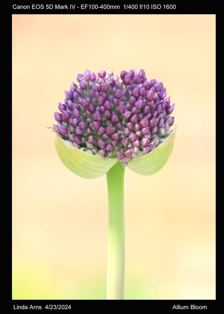 Allium Bloom