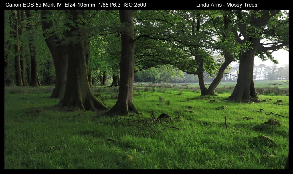 Mossy Trees Ring of Kerry