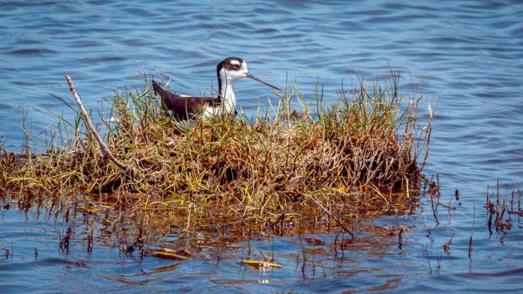 Black Neck Stilt