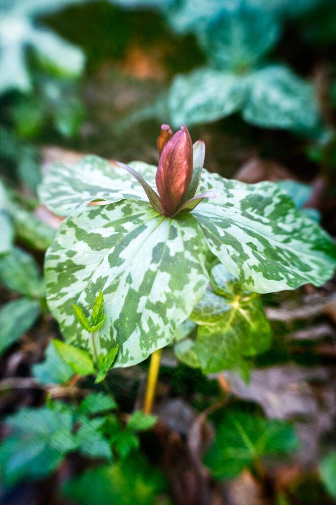 Trillium