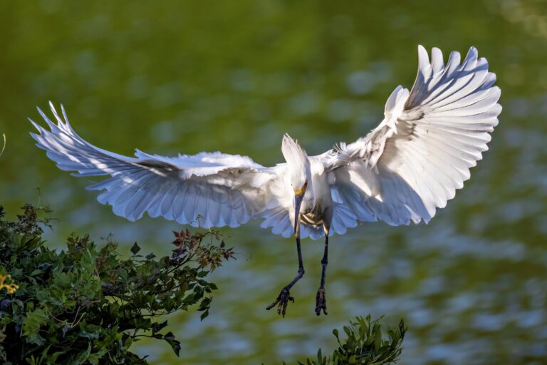 Snowyegretlanding