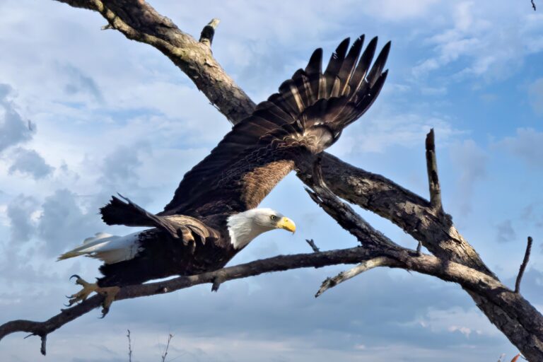 Baldeagle