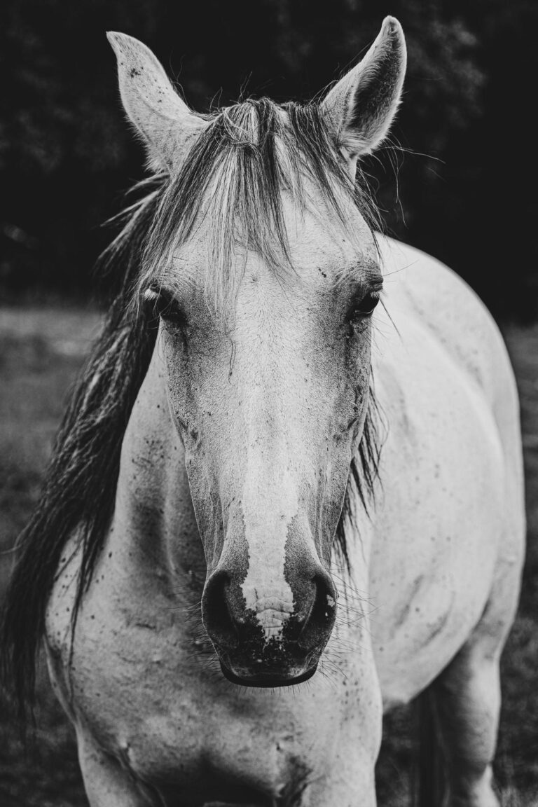 Captivating Horse