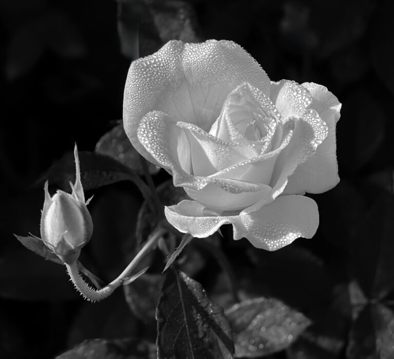 Dewy Rose