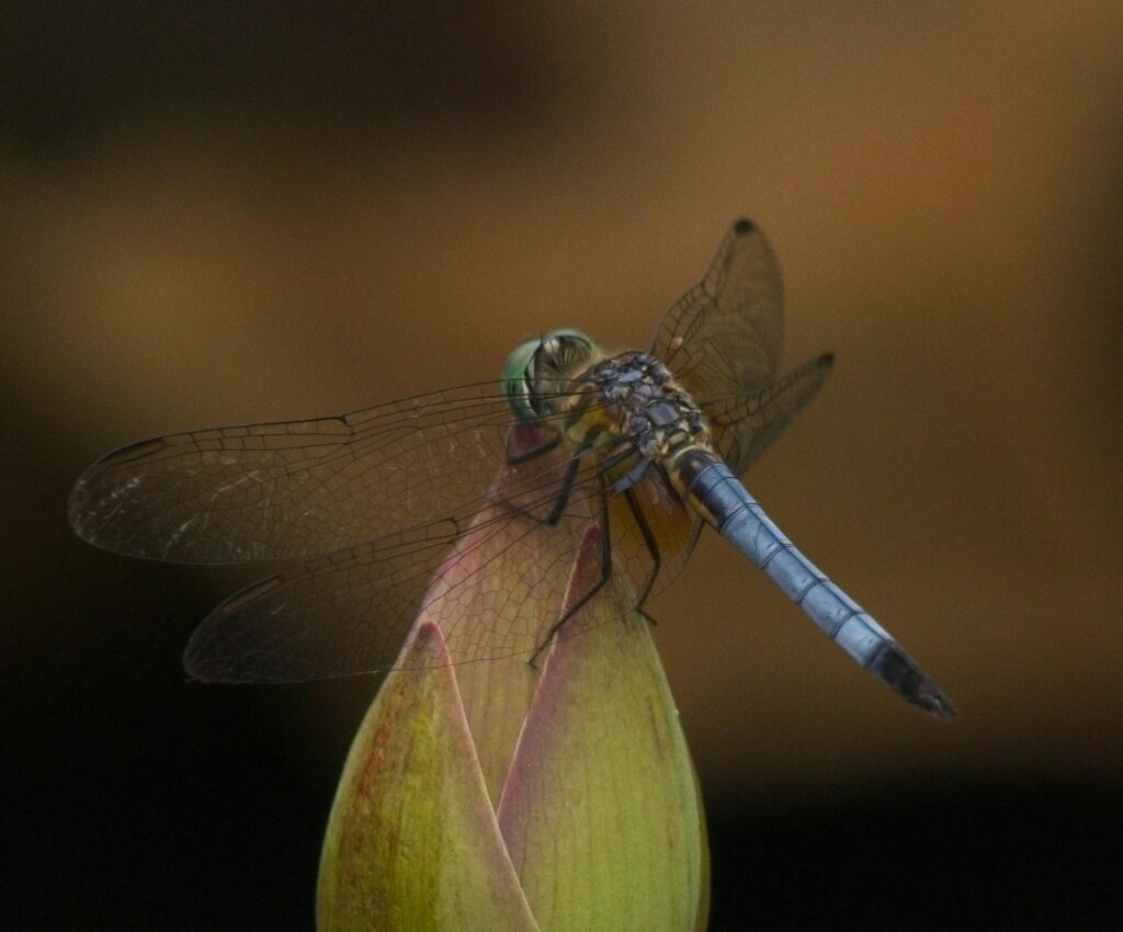 Dragon Fly