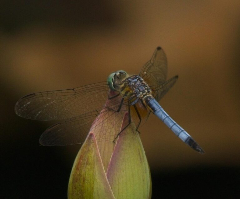 Dragon Fly