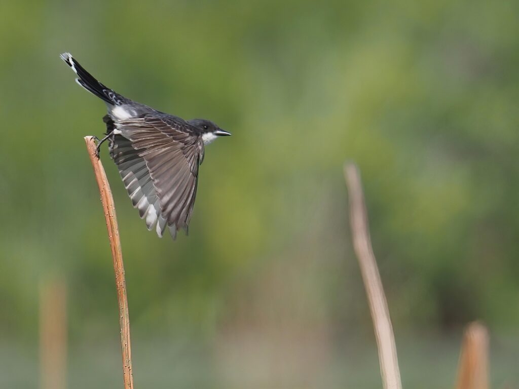Taking Off