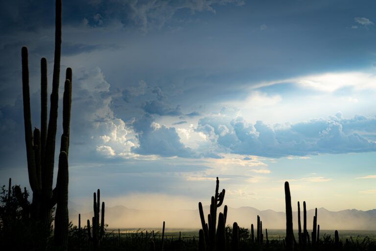 Desert Rain