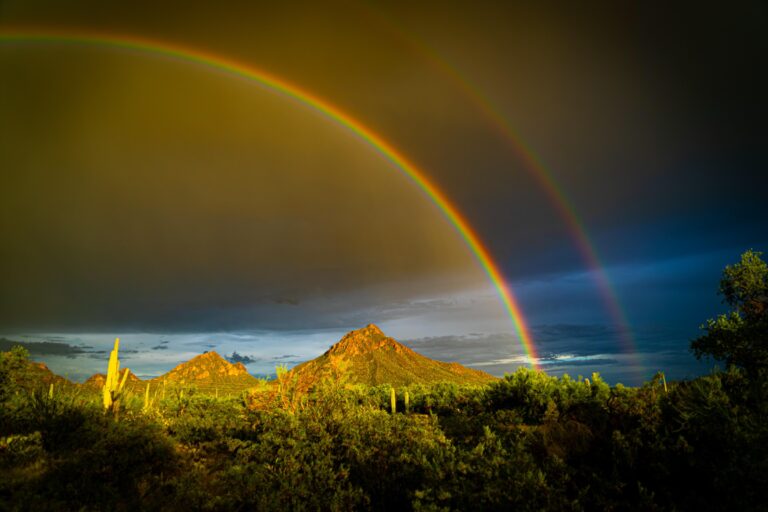 Desert Bows