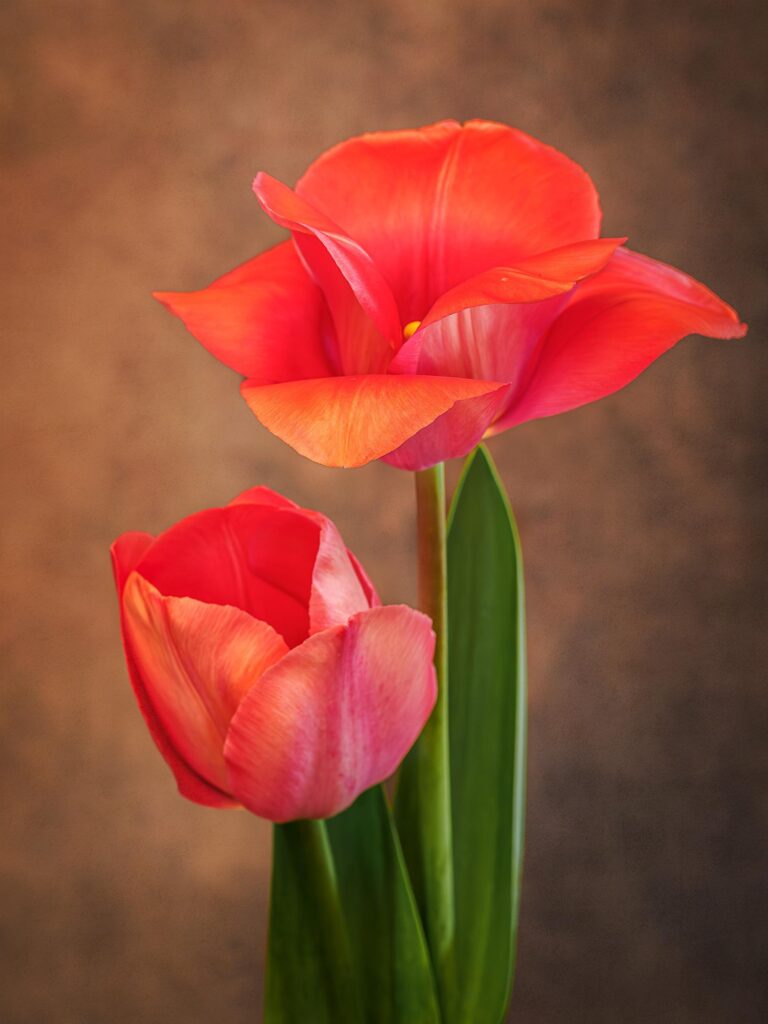 Wifes Tulips