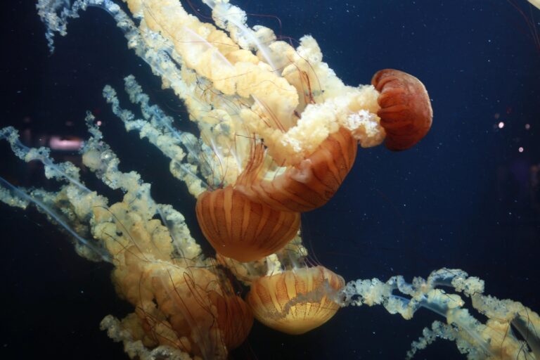 Jellyfish