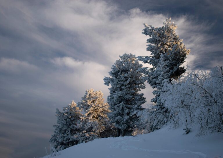 Winter Wind