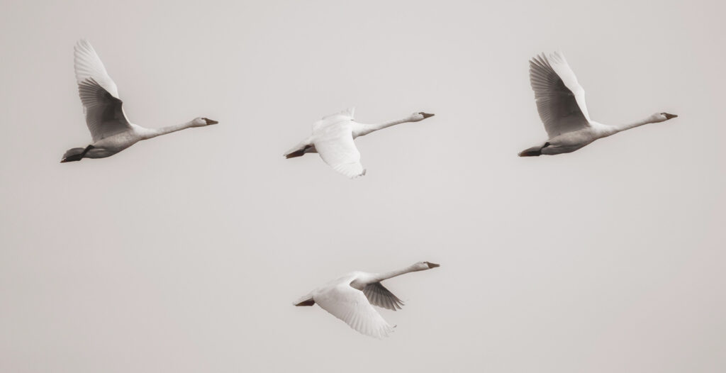 Swans