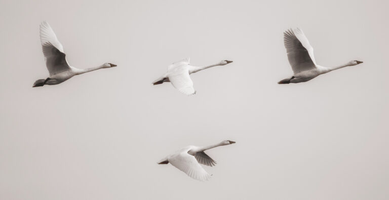 Swans