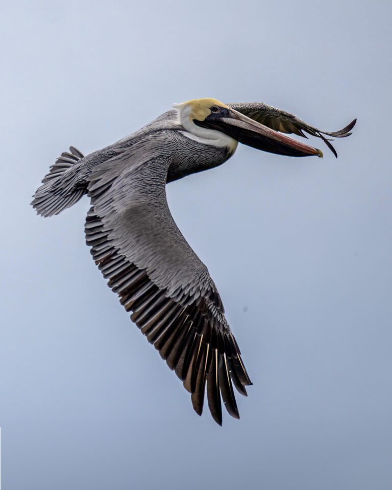 Flyindpelican