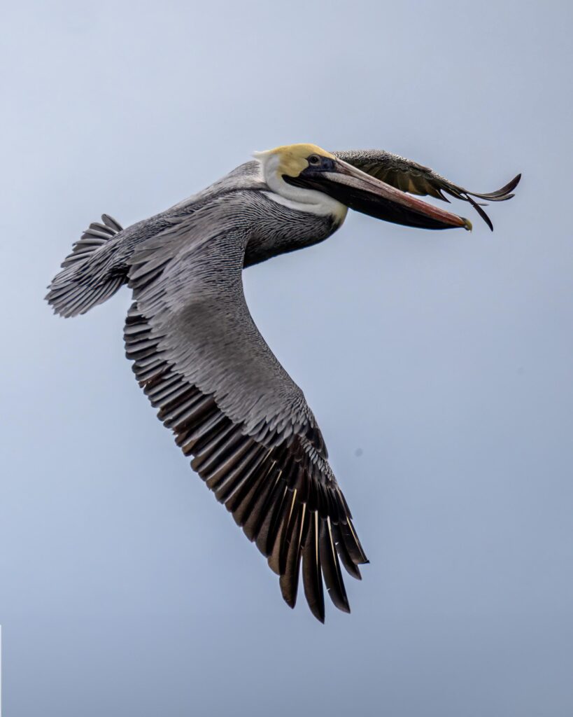 Flyindpelican