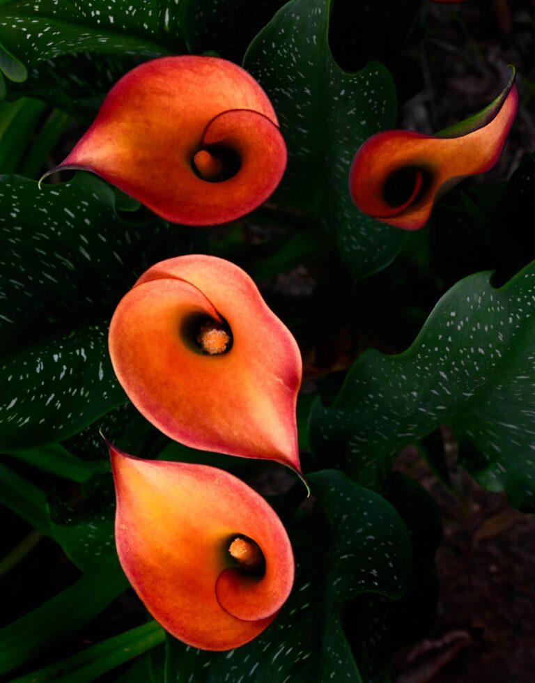 Red Lillies