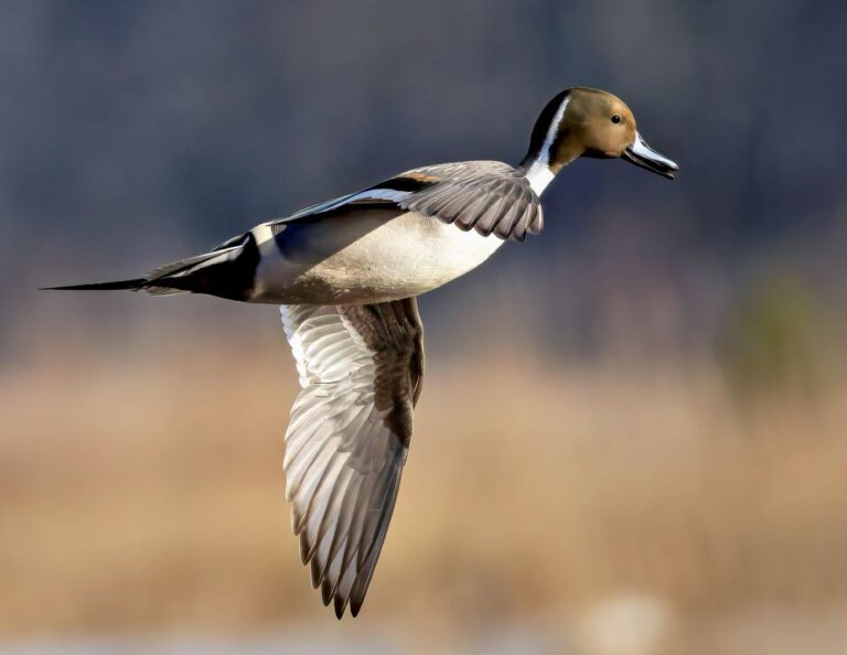 Pintail in Flight