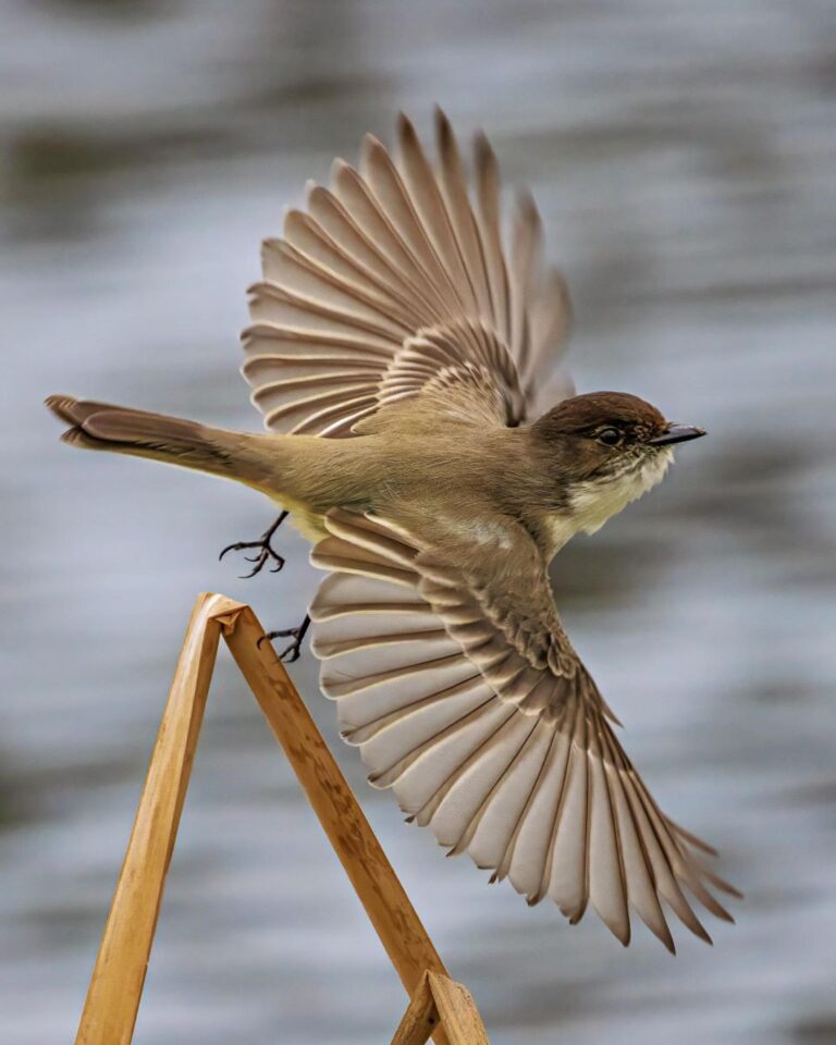 Eastern Phebe Taking Off