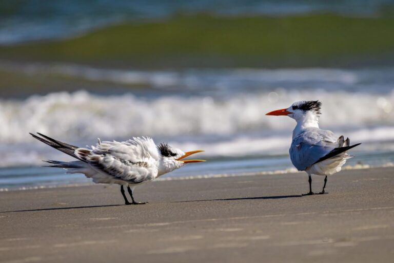 Royal Terns
