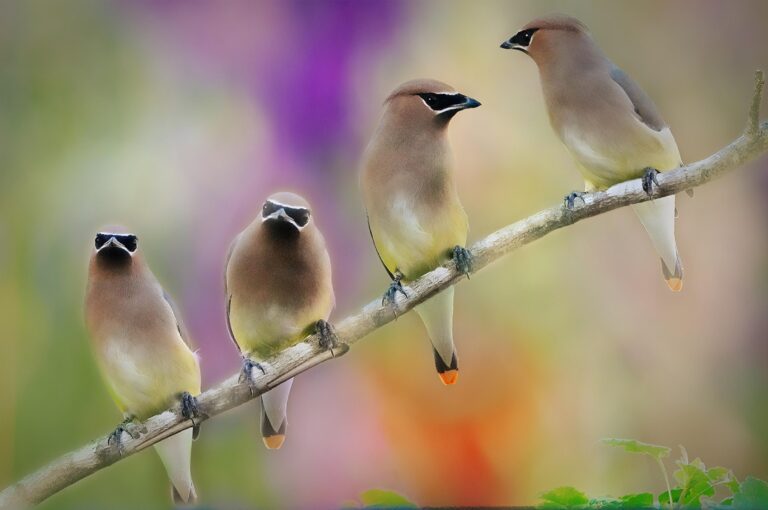 Gang of Four