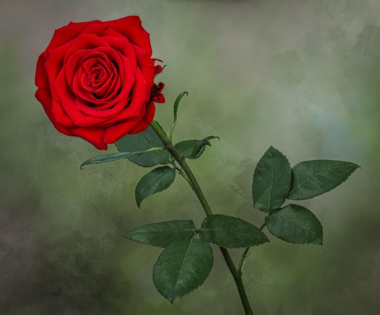 The Rose