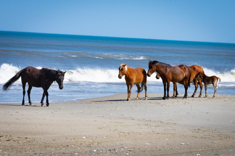 Neighsayers