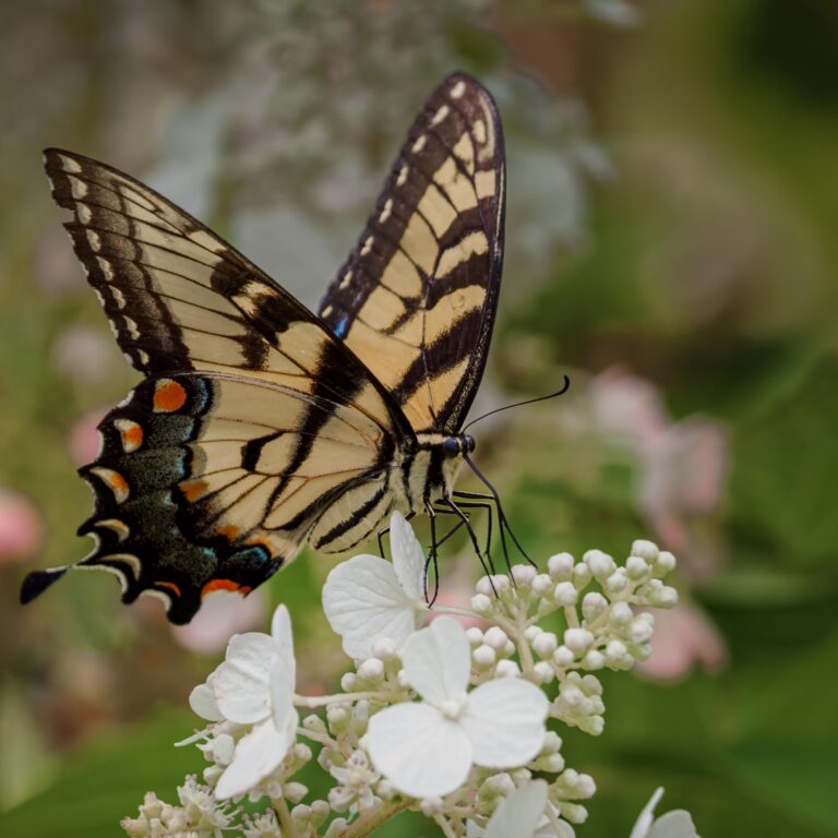 Pollinator