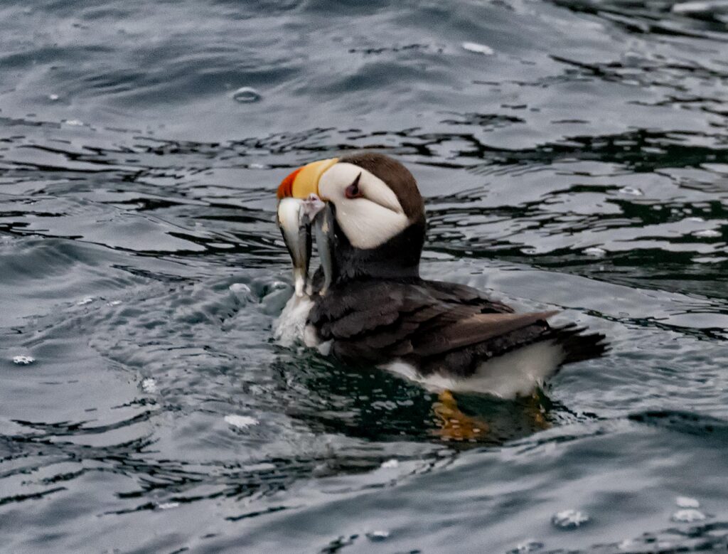 Puffin