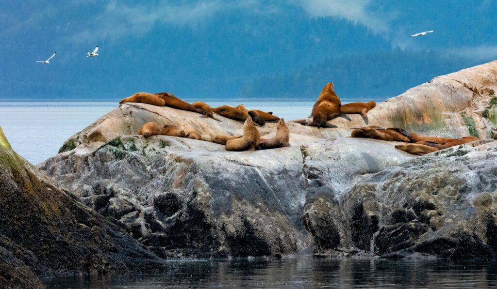 Sea Lions
