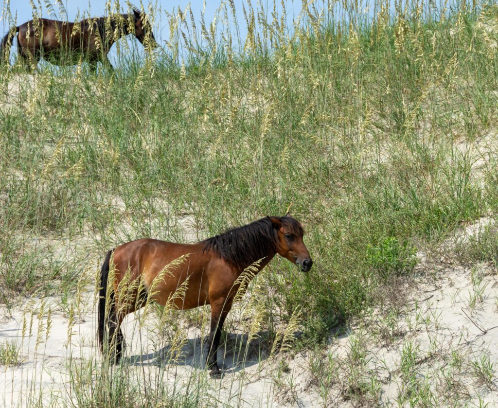 Dune Horses