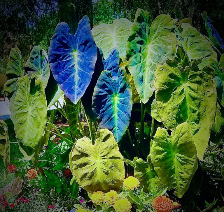 Fairy Tale Plants