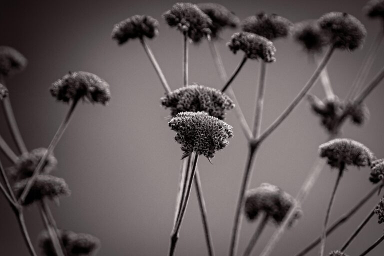 Urchins