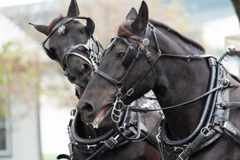 Horsing Around