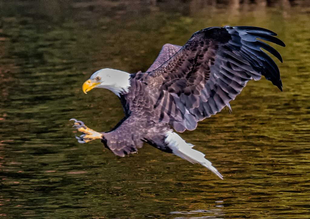 Eagle in Flight