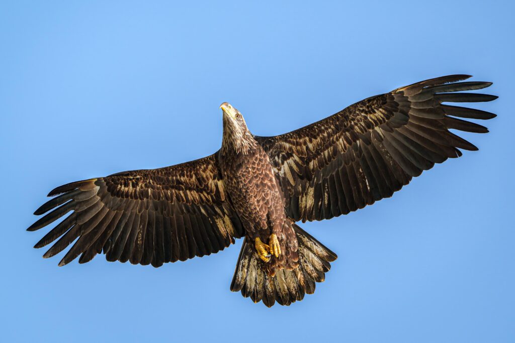 Juvenile Bald Eagle