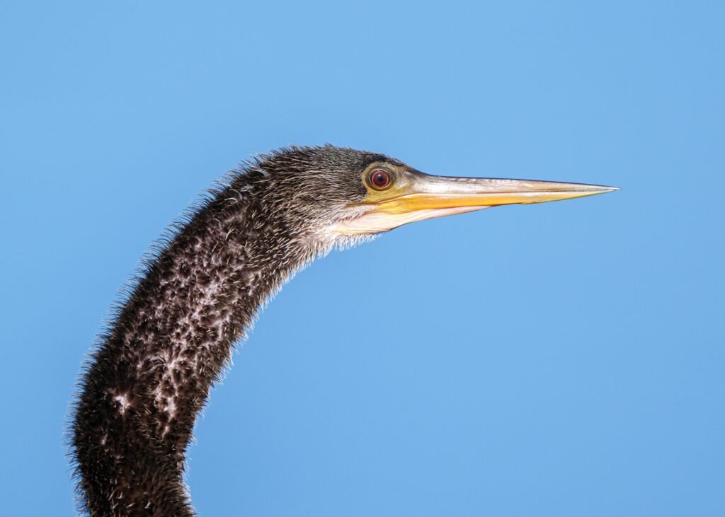 Anhinga Portrait