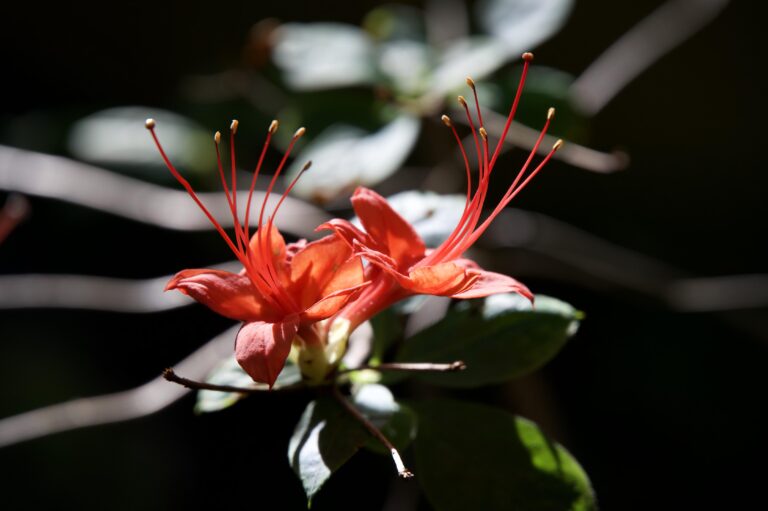 Plum Azalea