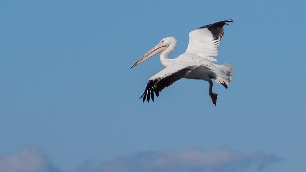 White Pelican