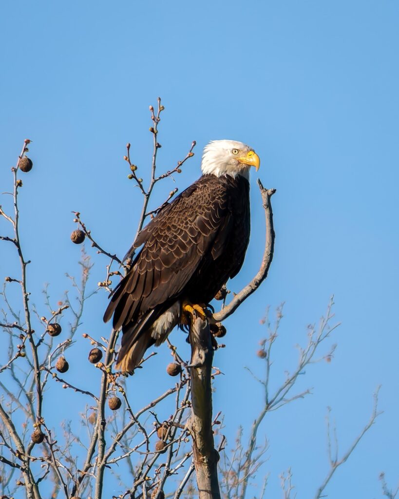 Adult Bald Eagle