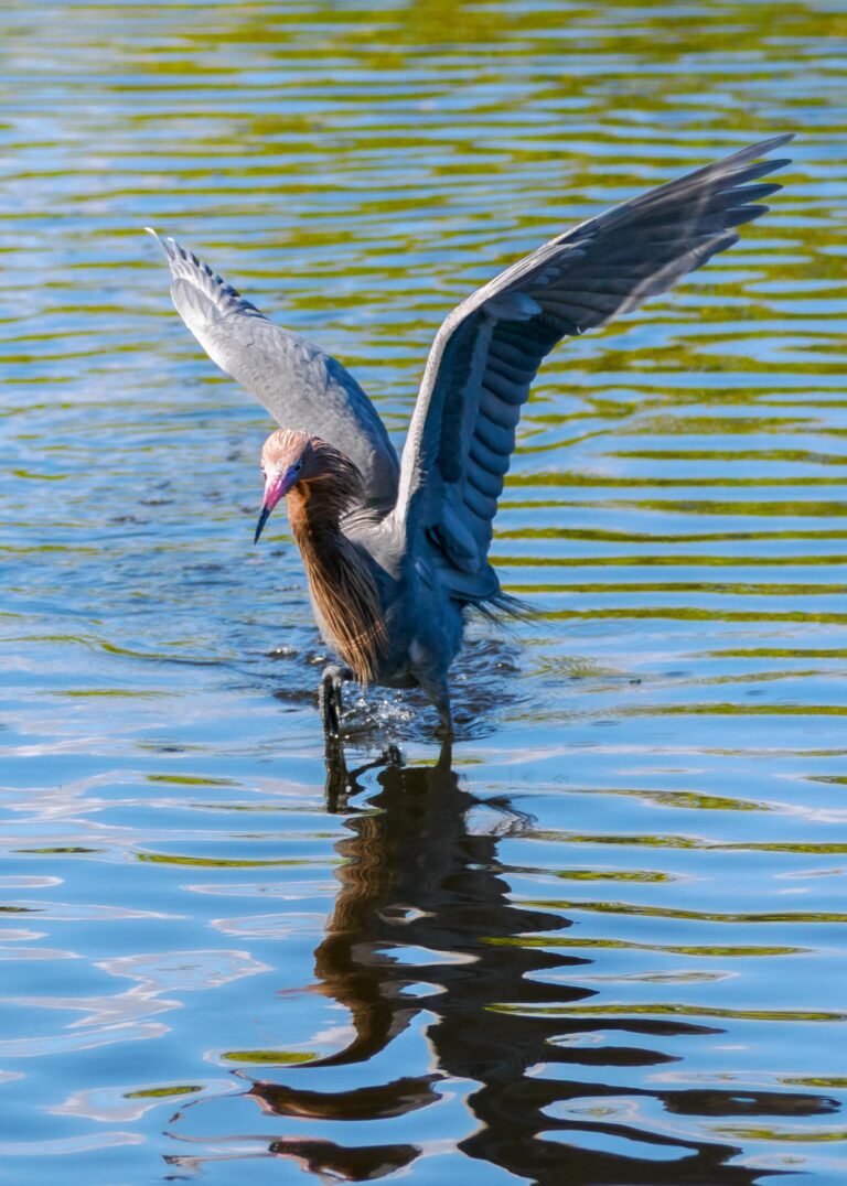 Chasing a Meal