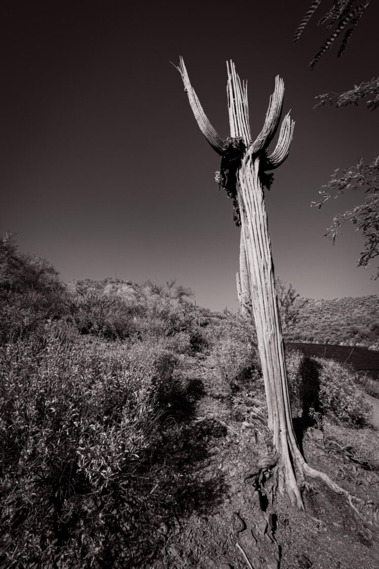 Dead Wood