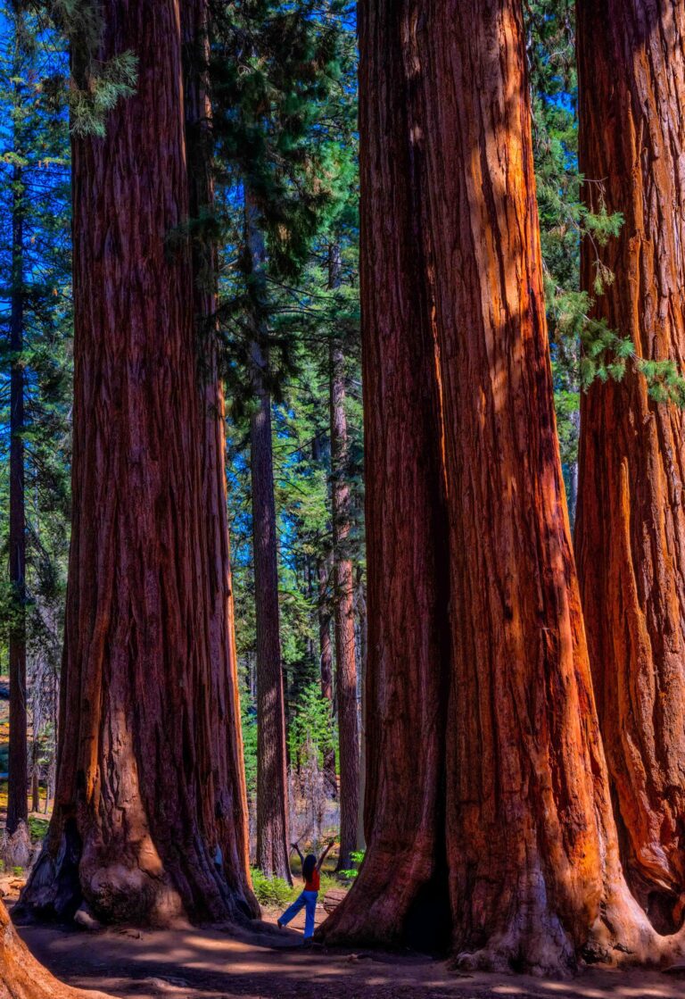 Sequoiat