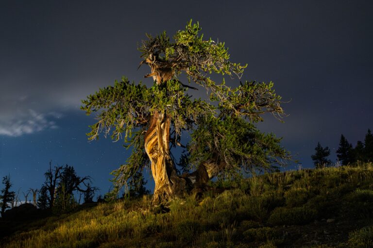 MT Washington Bristlecone