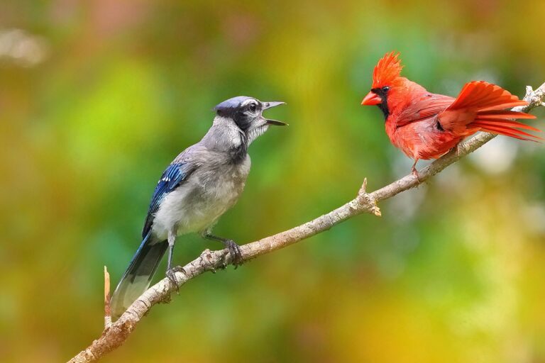 Territorial