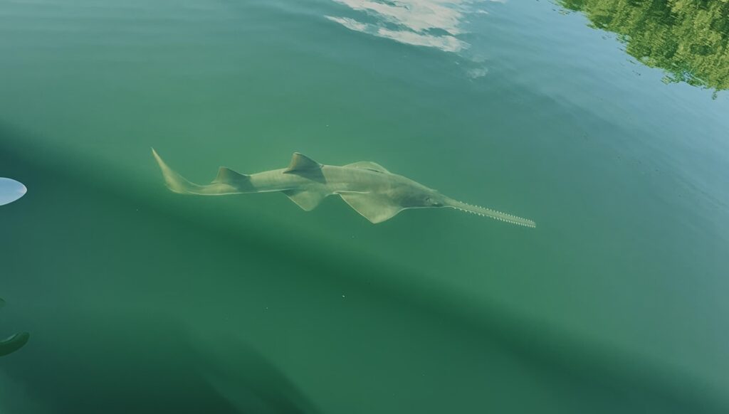 Seen a Sawfish