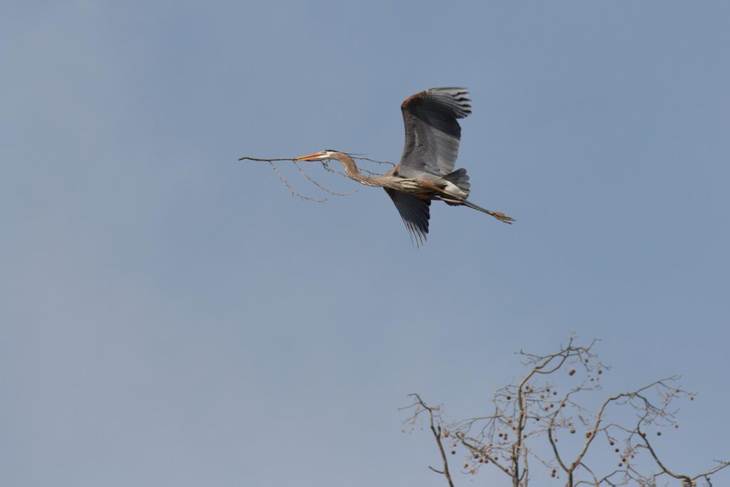 Nesting Blue Heron 4261