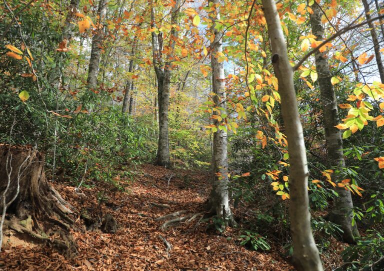Autumndream