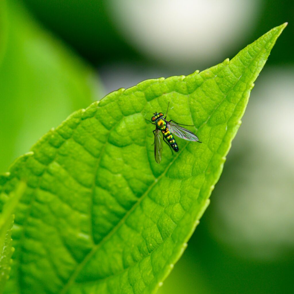 Long Legged Green Fly